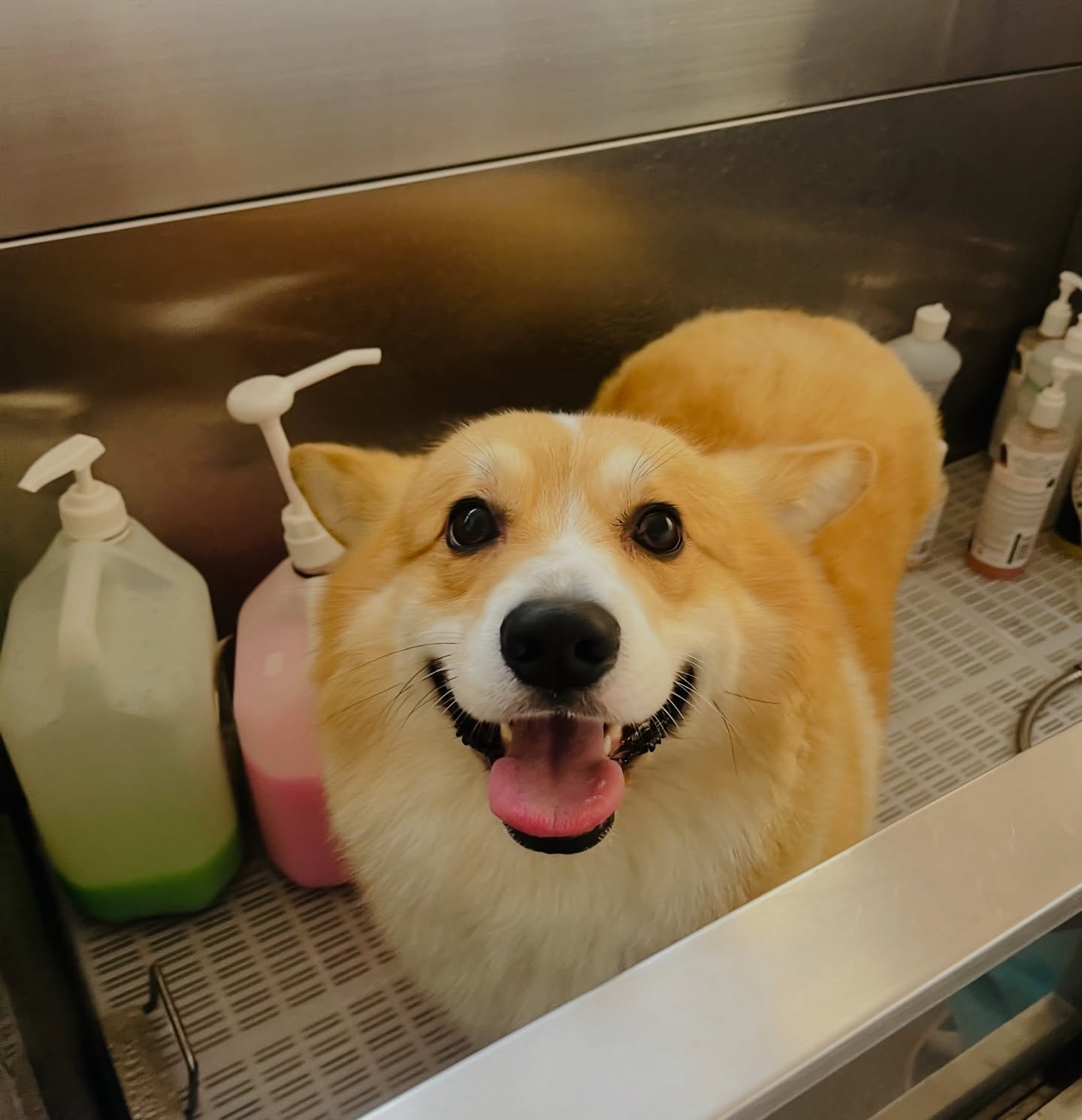 Corgi groomed at Sam's Scrub Club, Liverpool