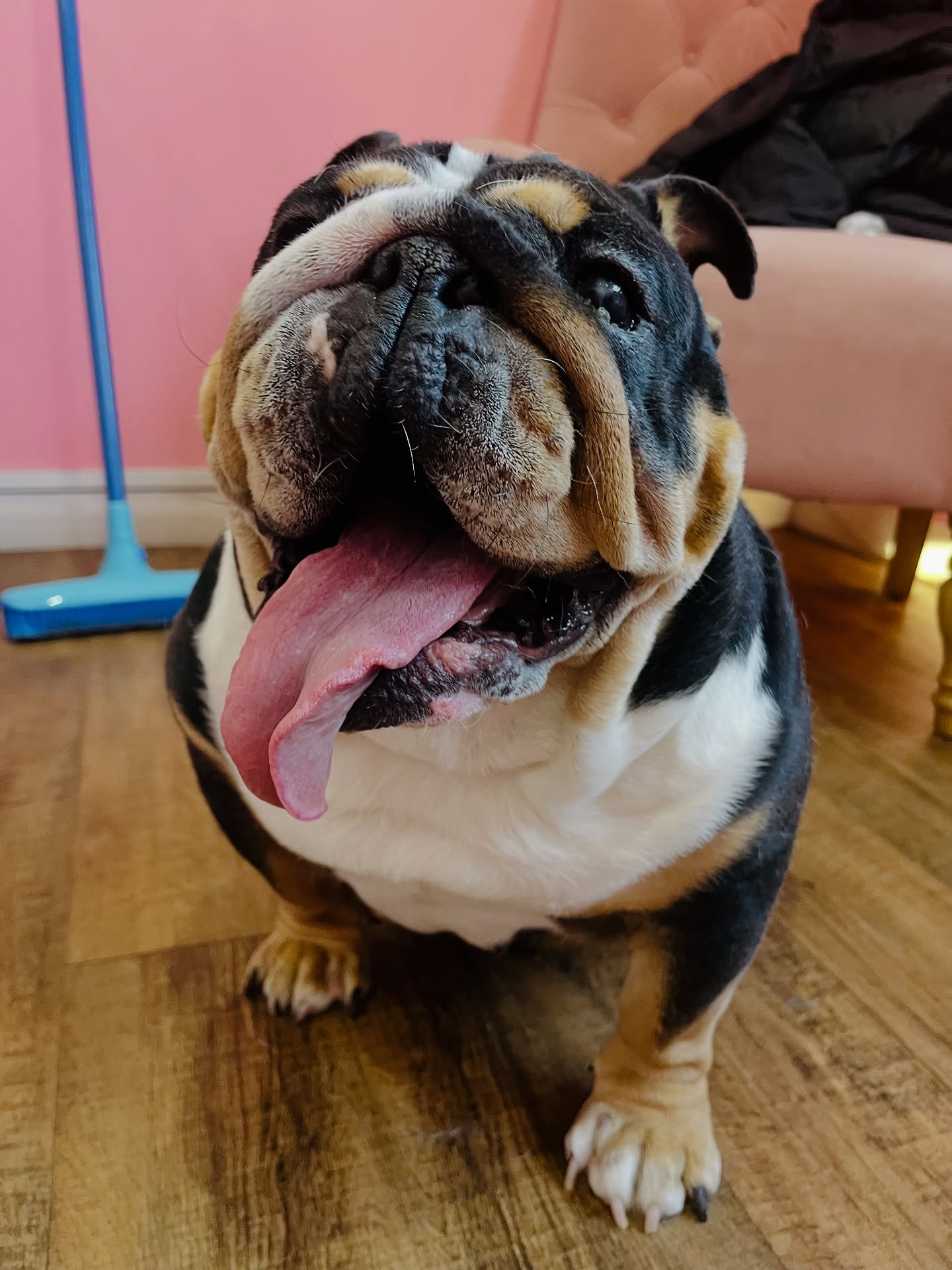 Ruby after a full groom at Sam's Scrub Club, Liverpool